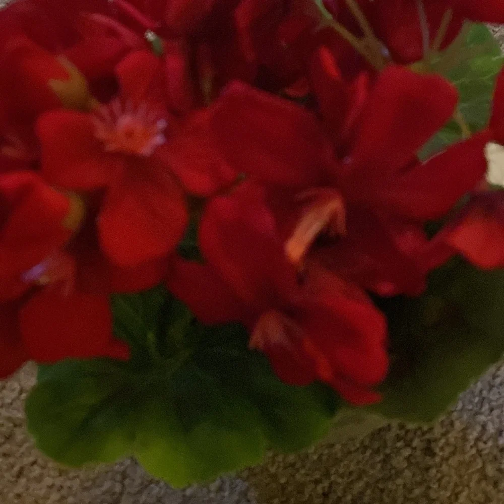 Ragoon House Potted Geranium Red